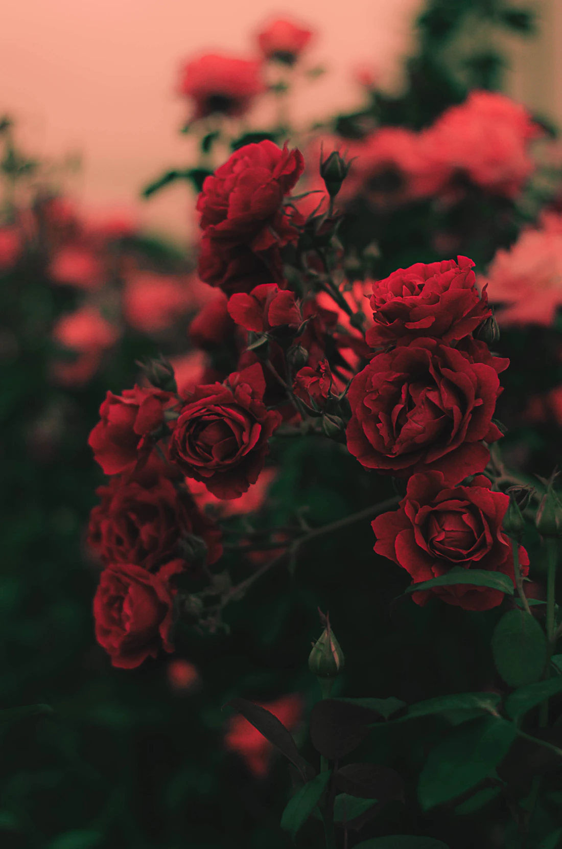 Latar Scarlet Romance